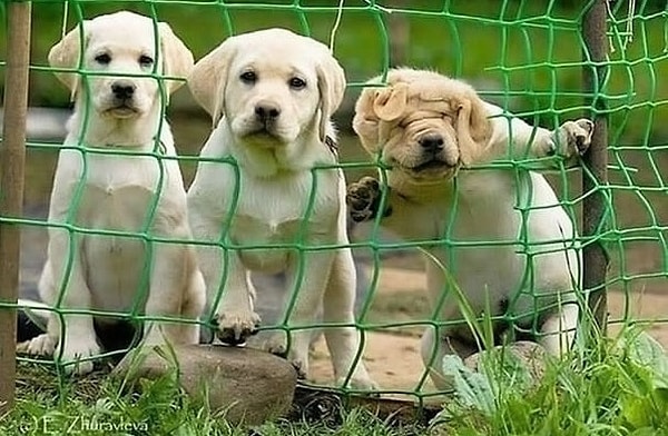 11. Три стадии любопытства