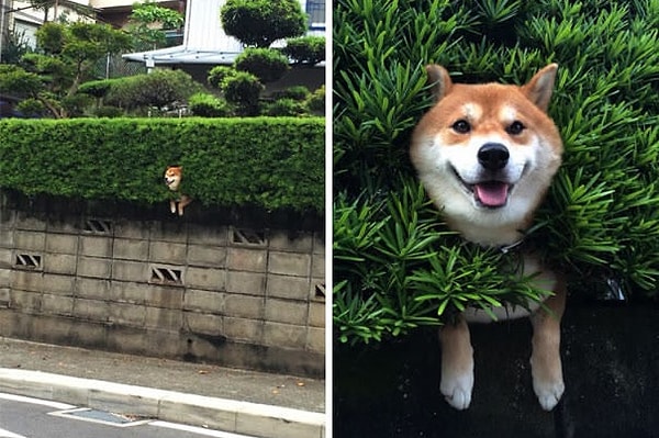 17. Сиба-ину застряла в кустах