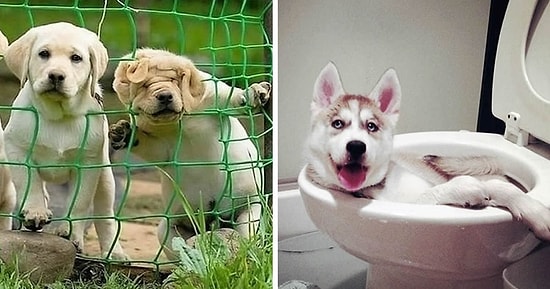 22 собачьих фейла, над которыми и смеяться-то как-то стыдно