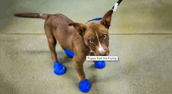 7. "Поджариваются" даже лапки собак...😰