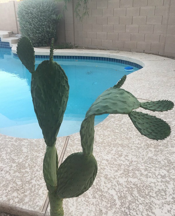 9. Не выдерживают КАКТУСЫ! Ну, если и они...