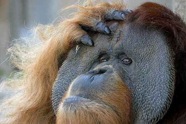 10. Ve son olarak orangutanlar hakkında hangisi yanlıştır peki?