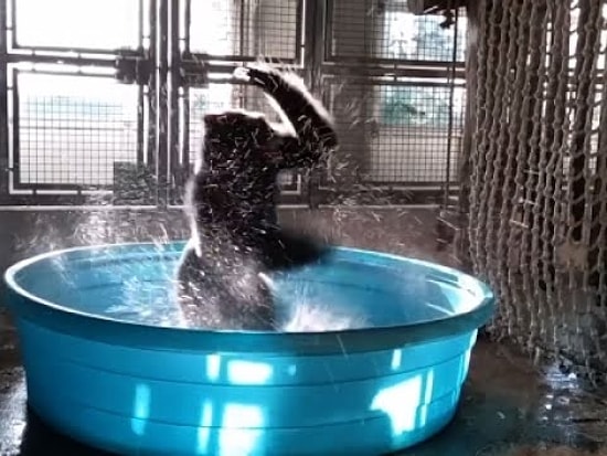 Leğenin İçindeki Gorilin Profesyonellere Taş Çıkartan Dans Performansı