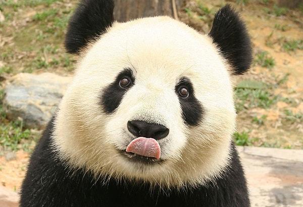 5. Canımız ciğerimiz pandalarla ilgili olarak hangisi doğrudur?