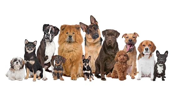 Ах, ты, собака! Или тест на проверку ваших знаний о лучших друзьях человека :)