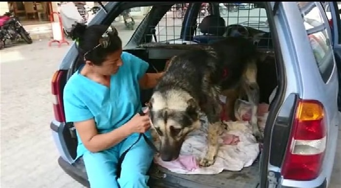 Köpeği Aracın Arkasına Bağlayıp Sürükleyen Adam, 300 Lira Cezayla Serbest!