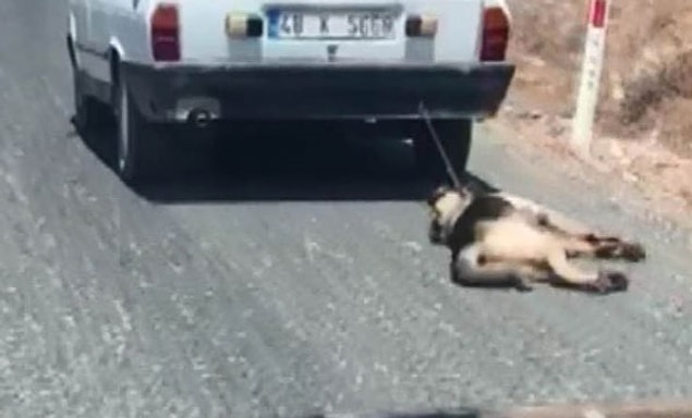 Köpek tedavi altına alındı