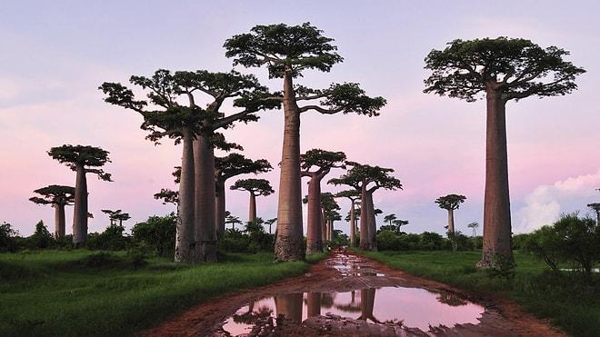 Ağaçların Nesli Tükeniyor: Dünyada Günden Güne Nesli Tükenen Ağaç Türleri