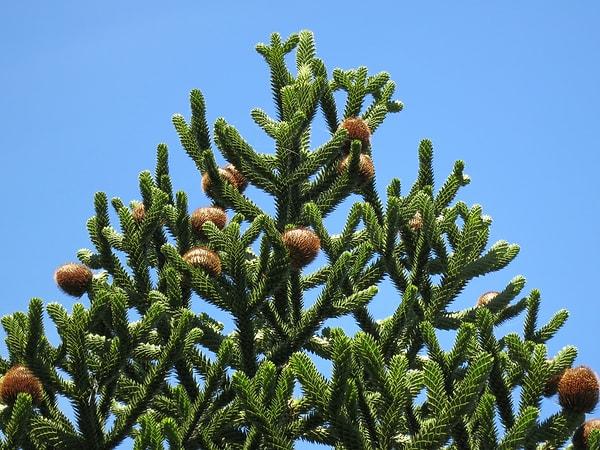 2. Maymun Çıkmazı Ağacı (Araucaria araucana)