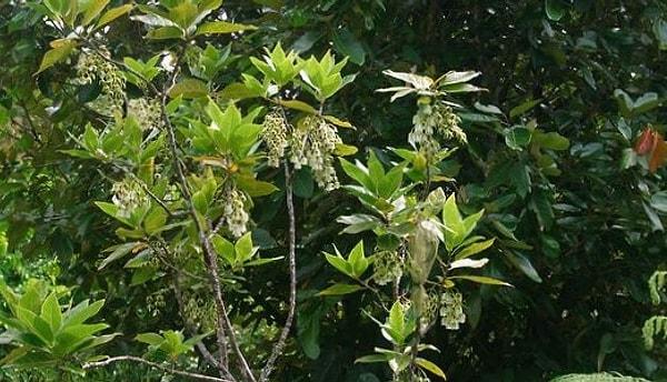 3. Bois Dentelle Ağacı (Elaeocarpus bojeri)