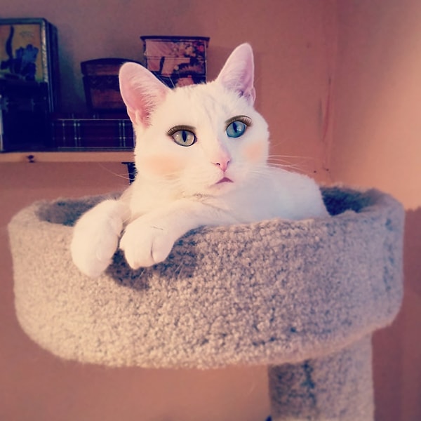 13. Вау! А эта киса та еще красотка!