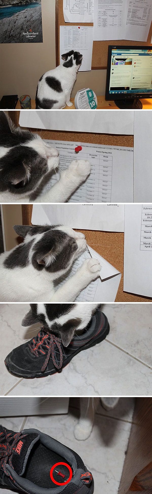 2. Как понять, что твой кот пытается тебя убить