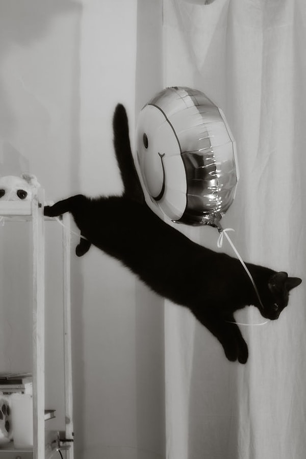 16. Воришка шарика