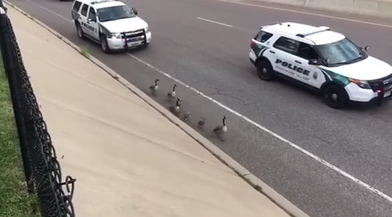 Güvenli Bir Şekilde Ait Oldukları Yere Dönmeleri İçin Kazlara Otoyolda Eşlik Eden Kanada Polisi