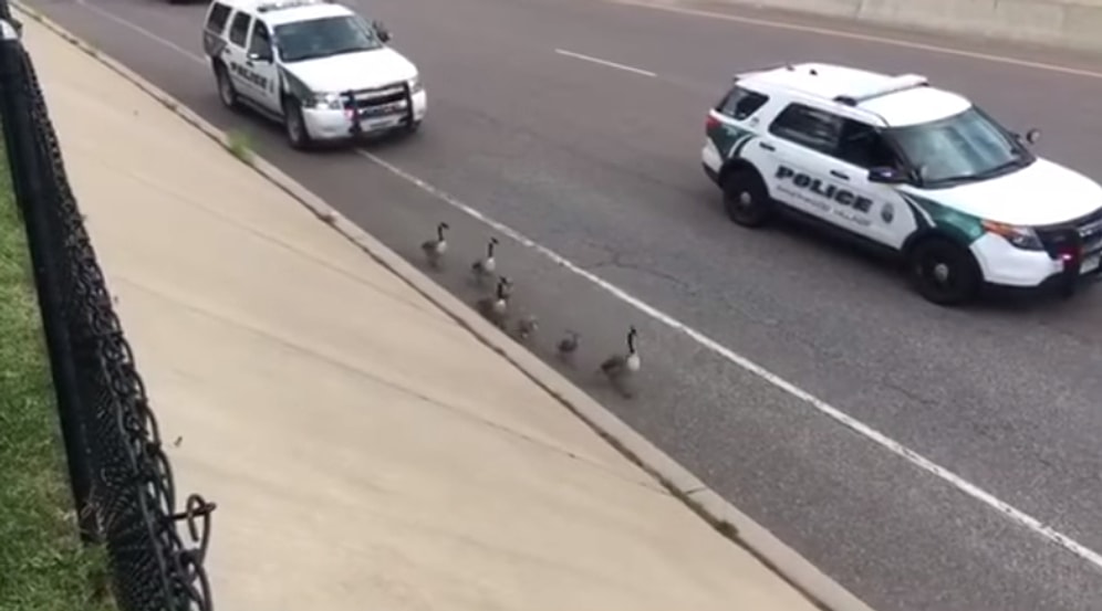 Güvenli Bir Şekilde Ait Oldukları Yere Dönmeleri İçin Kazlara Otoyolda Eşlik Eden Kanada Polisi
