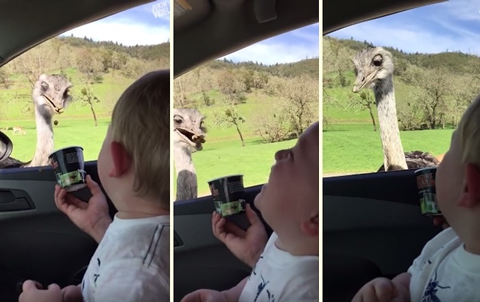 Ailesinin Deve Kuşunu Beslemesine Kendinden Geçercesine Kahkaha Atan Ufaklık