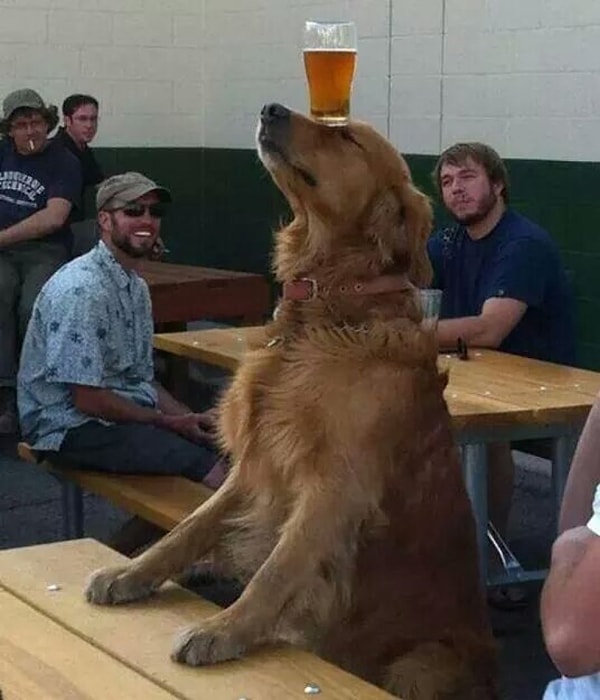 4. Аплодисменты этой собаке!