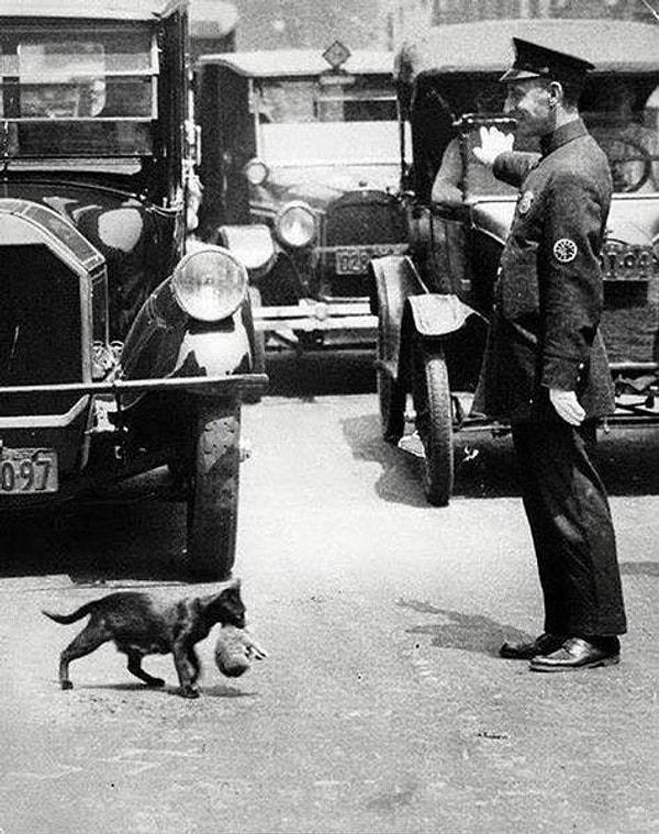 3. Yavrusunu taşıyan kedi için trafiği durduran trafik polisi.