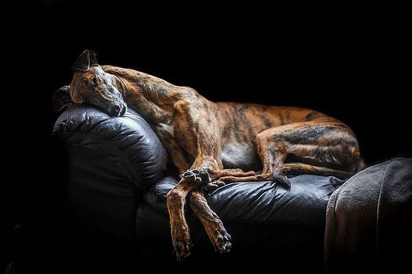 2. 'Köpek Portresi' Kategorisinde, 2. Olan Fotoğraf, David Yanez, Birleşik Krallık