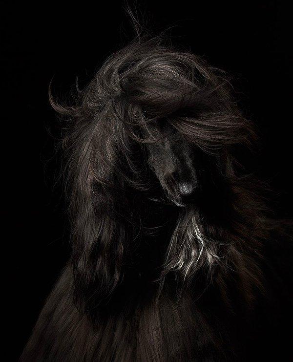 8. 'Köpek Portresi' Kategorisinde, 1. Olan Fotoğraf, Anastasia Vetkovskaya, Rusya