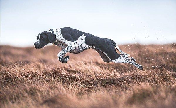 9. 'İşte Köpek' Kategorisinde 1. Olan Fotoğraf, Sarah Caldecott, Birleşik Krallık