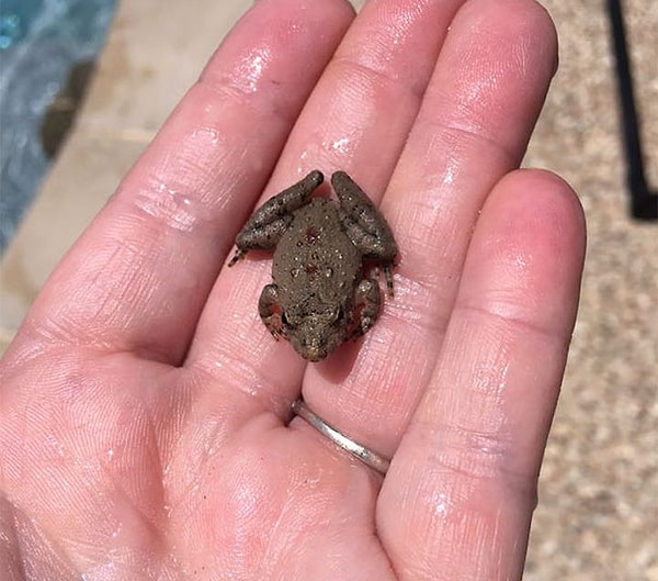 2. И часто жабки, а также разные мелкие существа, падают в эти бассейны и оказываются там в ловушке, вскоре погибая.