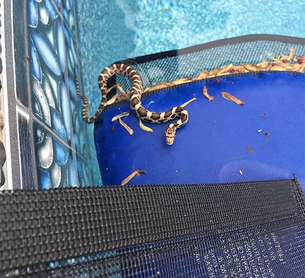 5. Так он придумал приспособление FrogLog, которое состоит из надувной платформы с сетчатым козырьком, грузила, которое кладется на краю бассейна и пандуса, который соединяет две эти детали.