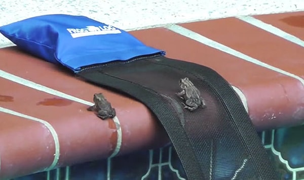 8. После чего Мейсон стал получать множество положительных комментариев от благодарных пользователей Интернета.