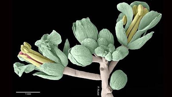 Bu familya içinde bulunan ve bir tere çeşidi olan Arabidopsis thaliana bitkisi üzerinde çalışılmış.