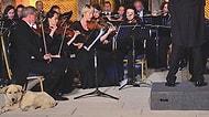 Viyana Oda Orkestrası, Efes'te Konser Verirken Sahneye Çıkan Köpek