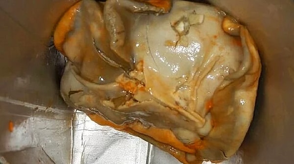 1. Это почти-внеземное существо жило в коробке сока, пока кто-то не нашел его!