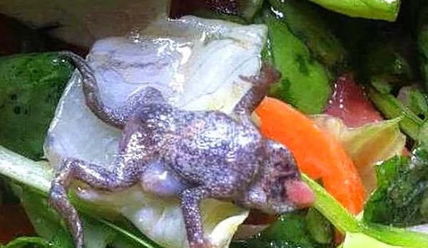 13. Просто лягушка в салате