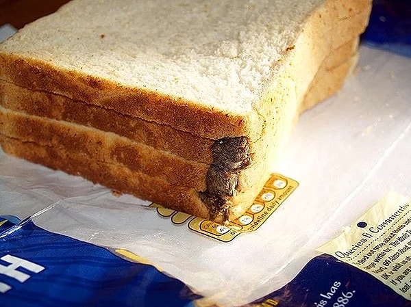 20. RIP маленький дружок