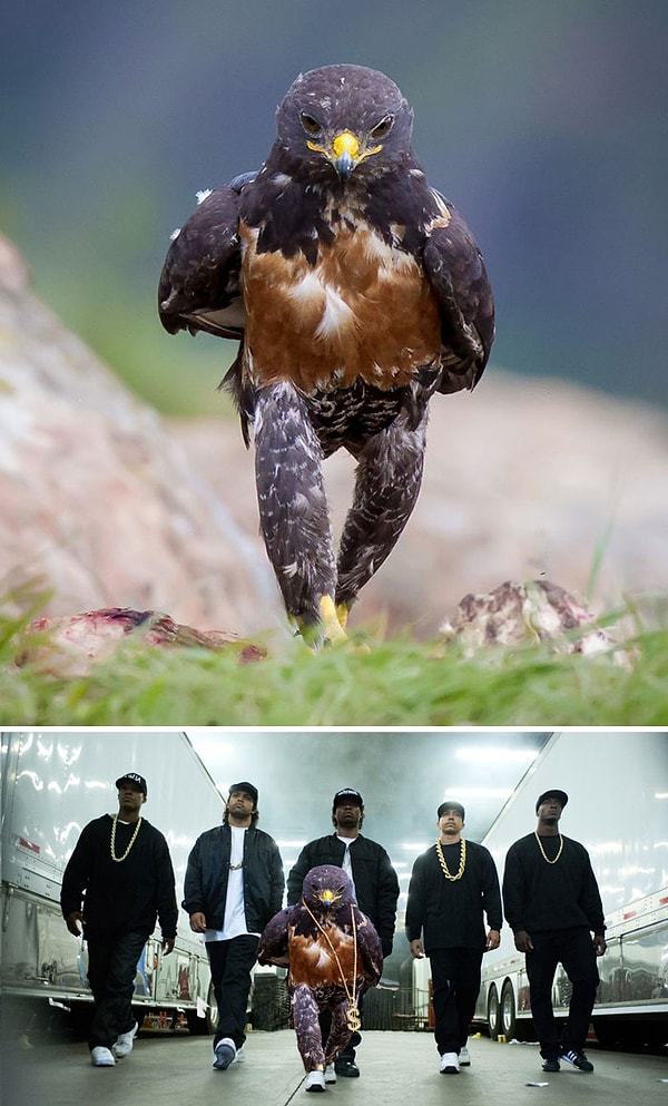 4. Суперкрутой ястреб