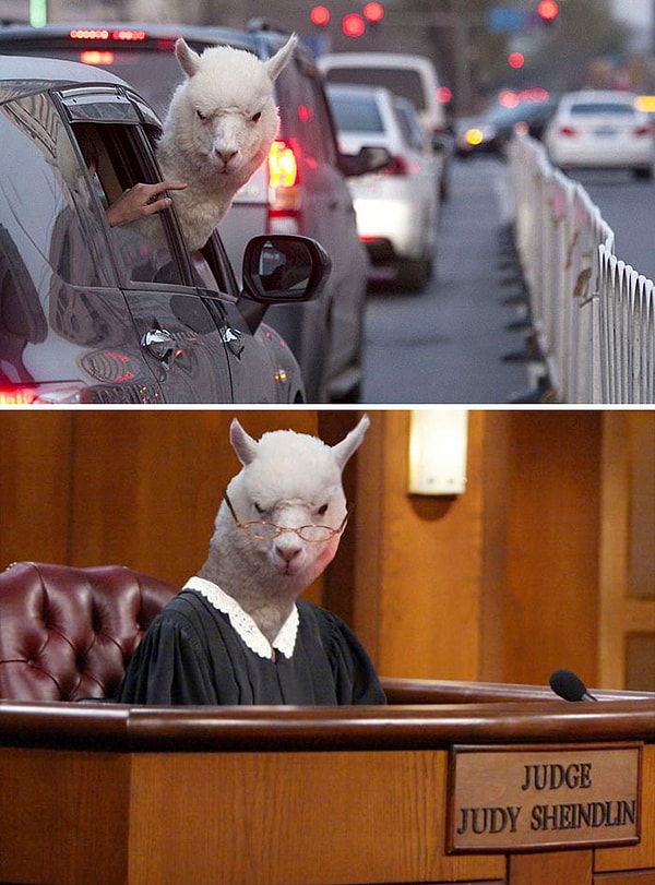 11. Альпака, недовольная твоим стилем вождения