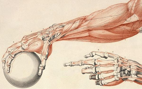 5. İnsan parmaklarında kas bulunmaz. Onları hareket ettiren kaslar avuçta ve kol üzerinde bulunur.