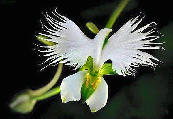 18. Orkide çiçeğinin kuş olup kanatlanası var.