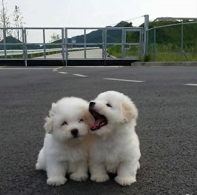 2. Yetmediyse şu iki pamuk şekerini verelim 🐶