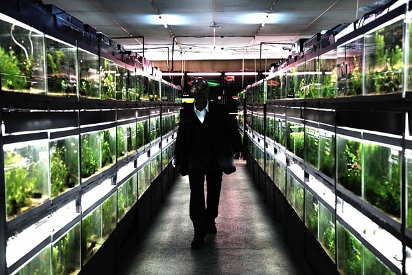 2. "Холодная рыба" 2010 год