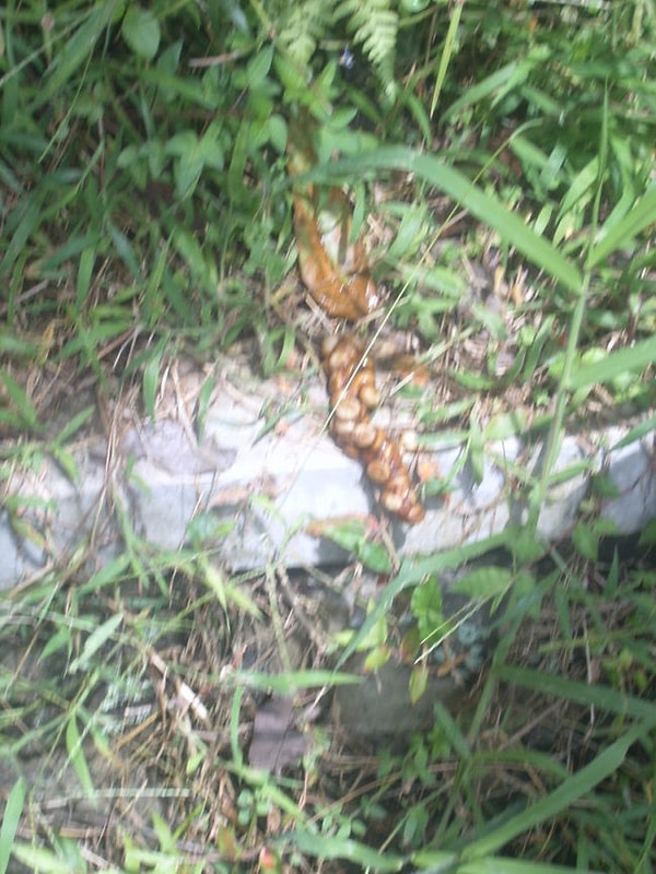 4. Затем люди собирают фекалии этих куниц и делают кофе из этих частично переваренных бобов. 😱