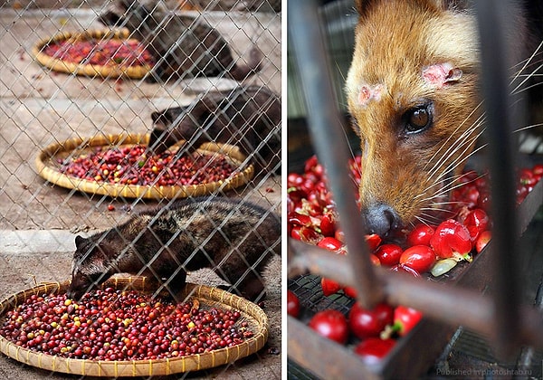 6. Теперь зверьков держат на фермах в клетках и стараются кормить только специальными кофейными ягодами. Туристы приезжают посмотреть на этих дарующих кофе созданий...