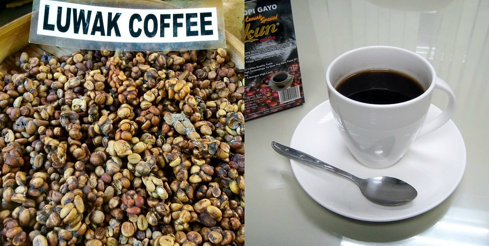 Вы точно не захотите отведать самый дорогой в мире кофе, когда узнаете, из чего его делают