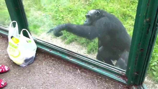 İstediğini Elde Etmeyi Bilen Şempanze!