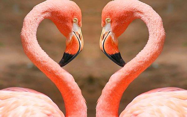 Sadece 6 türü olan eşsiz su kuşları flamingolar; dünya üzerindeki sığ, tuzlu ve sodalı su kaynaklarında yaşıyor.