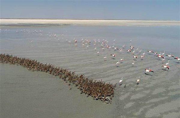 Anadolu'da "allı turna" olarak bilinen flamingolar, yumurtadan çıkan yavrularına uçuş eğitimi vererek onları göçe hazırlıyor.