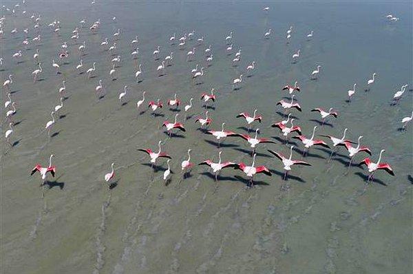 Her yıl olduğu gibi bu yıl da onbinlerce yeni flamingonun doğumuna ortam hazırlayan Tuz Gölü'nün kurumaması için çalışmalar yapılması gerekiyor.