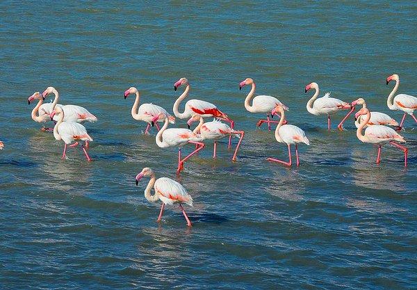 Öte yandan Gediz Deltası'ndaki flamingoların geleceğini tehdit eden bir proje gündemde.