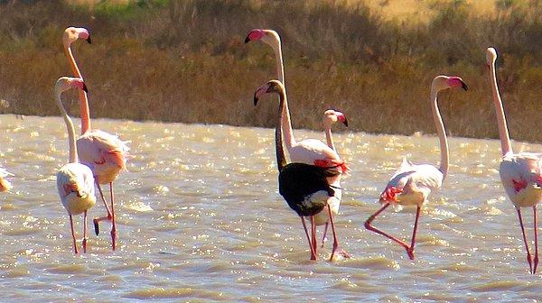 Bu yıl ilk kez nadir siyah flamingonun görüntülendiği Adana Göksu Deltası'nı da unutmak olmaz.