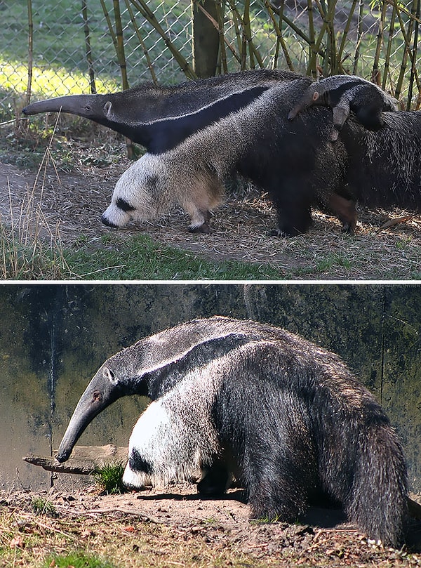 10. Нога этого муравьеда выглядит как панда