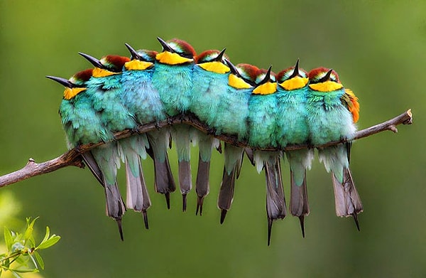 13. Это не гусеница... Присмотритесь